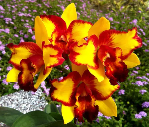 Potinara Tzeng Wen Beauty x Sophrolaeliocattleya Barefoot Mailmen