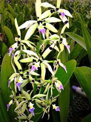 Encyclia prismatocarpum