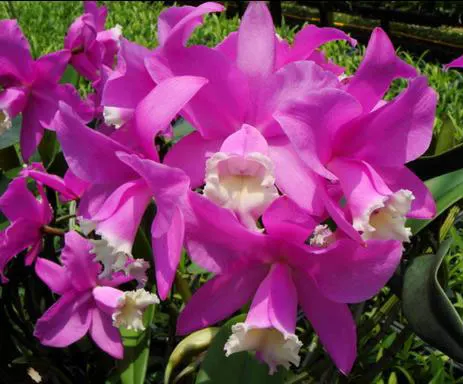 Cattleya Chian-Tzy Loddisong 'Summer Beauty'