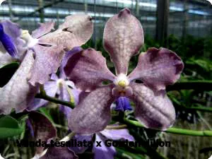 Vanda tessellata x Gordon Dillon