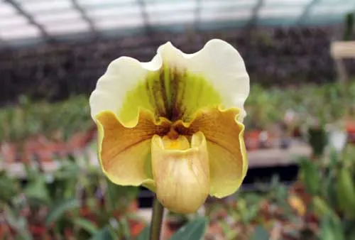 Paphiopedilum Lippewunder x Sorcerer's Stone