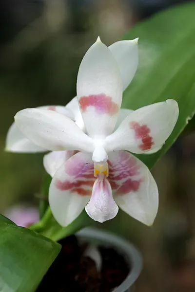 Phalaenopsis Yaphon Green Canary x tetraspis C#1
