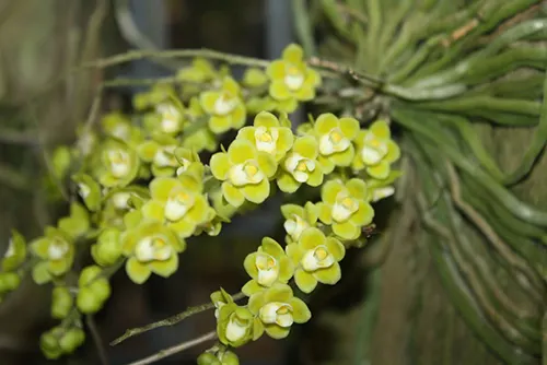 Chiloschista parishii