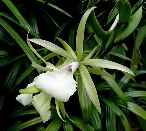 Encyclia mariae x Brassavola nodosa