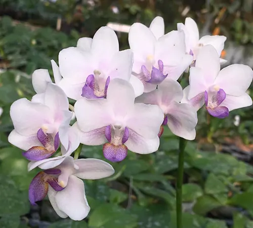 Phalaenopsis Meidarland Pulcheglad Blue