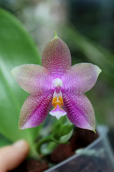 Phalaenopsis Zheng Min Muscadine x Tying Shin Fly Eagle