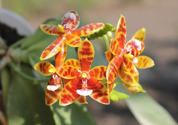 Phalaenopsis Little Leopard (mariae x cornu-cervi)