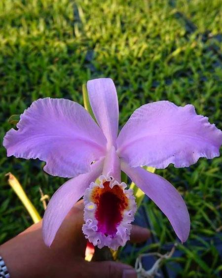 Cattleya percivaliana (Hui Yun)