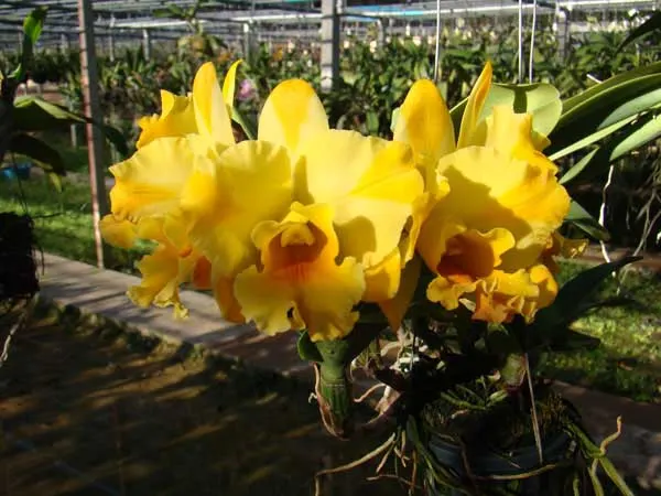 Brassolaeliocattleya Nell Hammer
