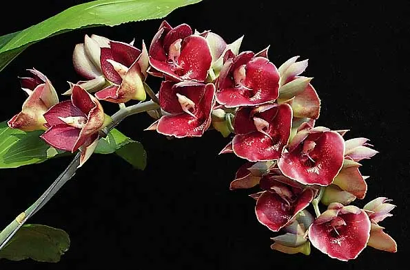 Catasetum Orchidglade Jack of Diamond