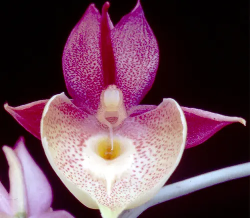 Catasetum Penang Love Song