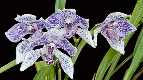 Pabanisia Blue Amazon