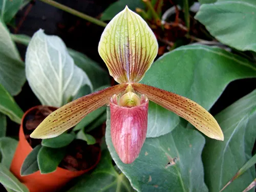 Paphiopedilum helenae x sukhakulii
