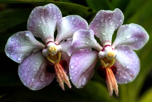 Vanda foetida