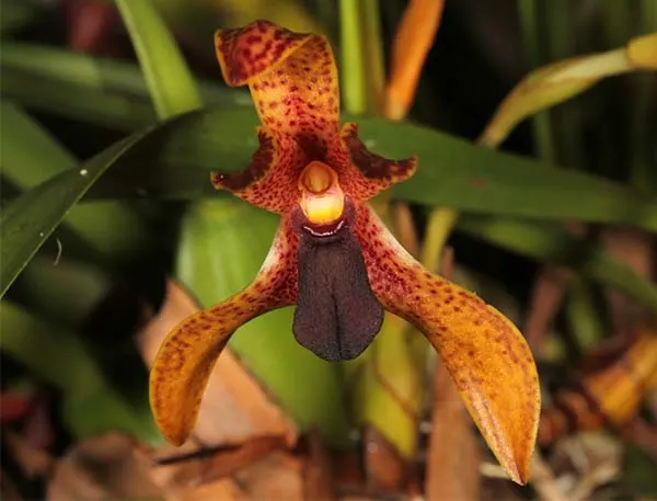 Maxillaria meleagris