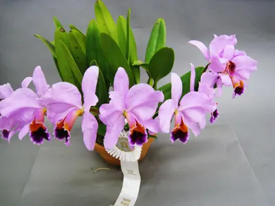 Cattleya percivaliana 'Summit'