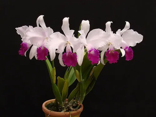 Cattleya trianae var imperator
