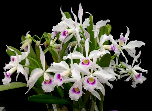 Laelia purpurata anelata' Waterfield'