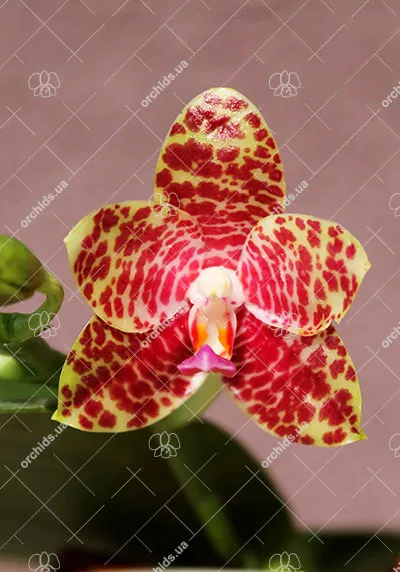 Phalaenopsis gigantea x Chang Yi 'Green Giant'