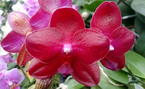 Phalaenopsis Gold Sun x LDS Bear King 'red'