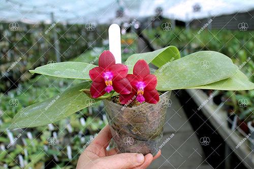 Phalaenopsis Palace Reef