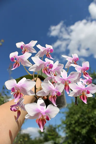 Phalaenopsis stuartiana x equestris