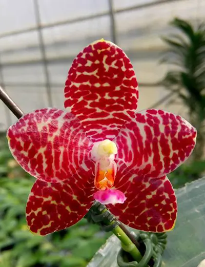 Phalaenopsis Zheng Min Tyrannosaurus x gigantea