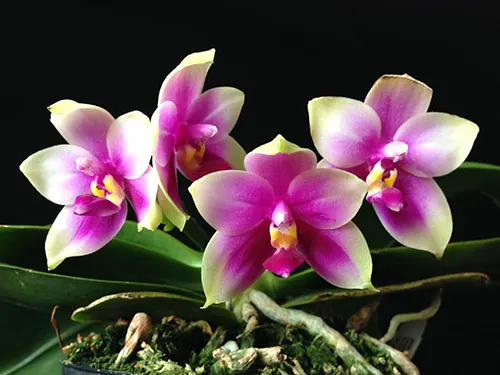 Phalaenopsis bellina 'Red Apple' x bellina