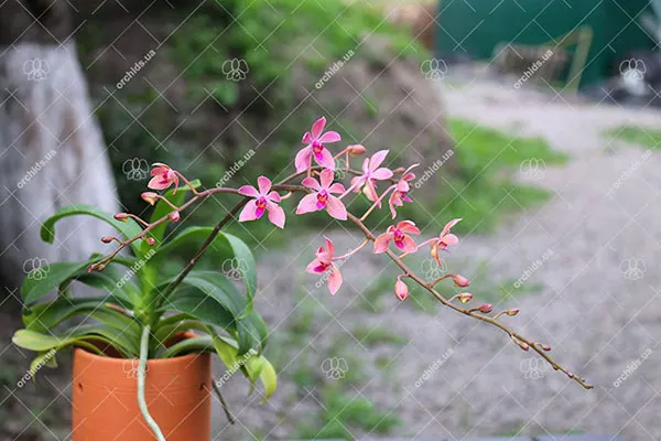 Phalaenopsis equestris x Renanthera matutina