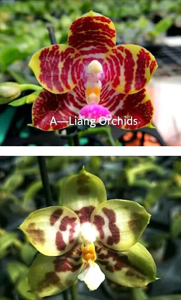 Phalaenopsis Zheng Min Tyrannosaurus x Yaphon Sir