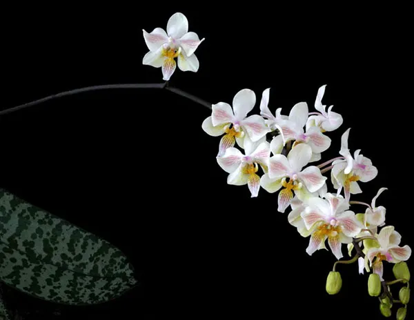 Phalaenopsis Little Dragon (stuartiana x celebensis)