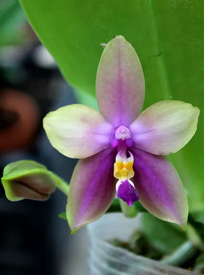 Phalaenopsis LDs Bear Queen x violacea blue 'Big'