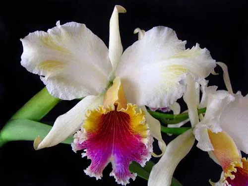 Cattleya rex splash x self