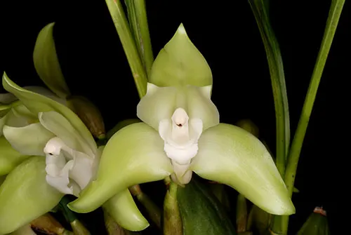 Lycaste linguella
