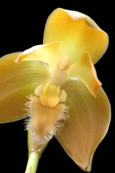 Lycaste peruviana var. peruviana