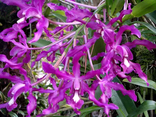 Schomburgkia rosea