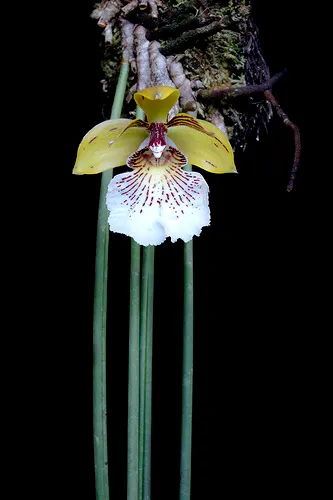 Scuticaria salesiana