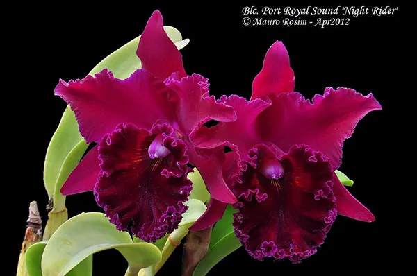 Brassocattleya Port Royal Sound 'Night Rider'
