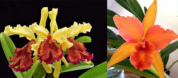 Cattleya dowiana x Brassolaeliocattleya Helen Veliz 'Gold Runner'