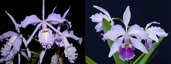 Cattleya maxima coerulea 'Hector' x gigas coerulea 'Gigi'