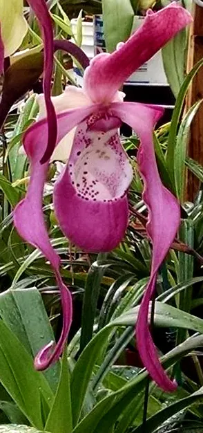 Phragmipedium Ingrid Portilla (kovachii x warszewiczianum)
