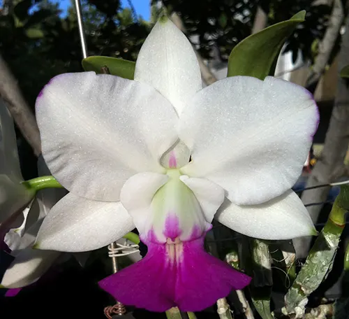 Cattleya walkeriana var semi-alba ('Puanani' x 'Tancho')