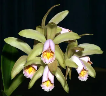 Cattleya forbesii ('Ching Hua' x 'Hsinying')