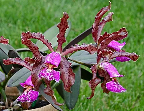 Cattleya schilleriana ('Sanderiana' x 'Angel Kiss')