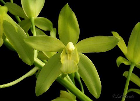Grammatocymbidium Lovely Melody 'HK' (Cym. ensifolium x Gram. scriptum)