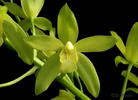 Grammatocymbidium Lovely Melody 'HK' (Cym. ensifolium x Gram. scriptum)