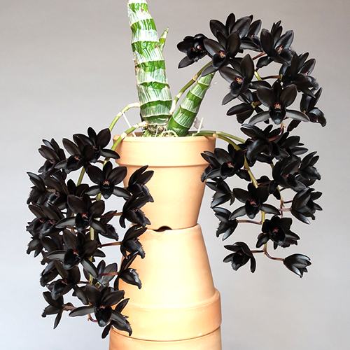 Fredclarkeara After Dark 'SVO Black Pearl'
