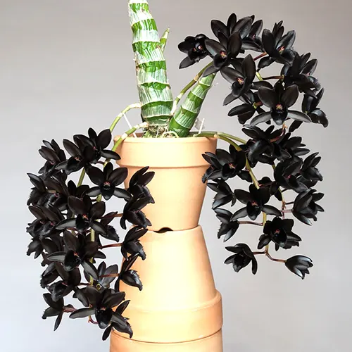 Fredclarkeara After Dark 'SVO Black Pearl'