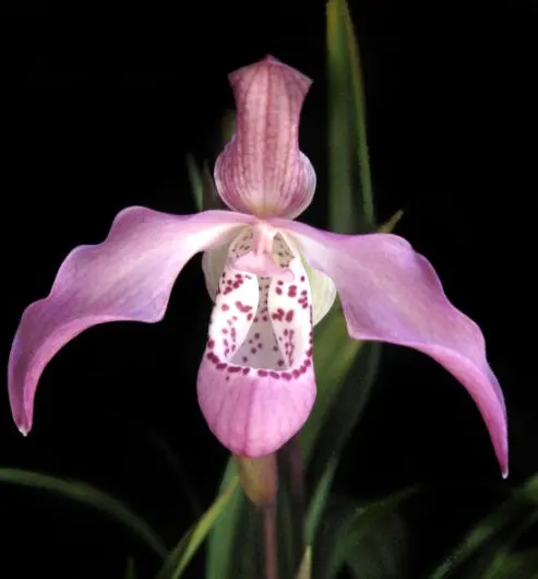 Phragmipedium Peruflora's Angel (kovachii x richteri)