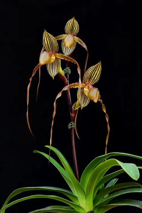 Paphiopedilum Formosa Lady (Susan Booth x sanderianum)
